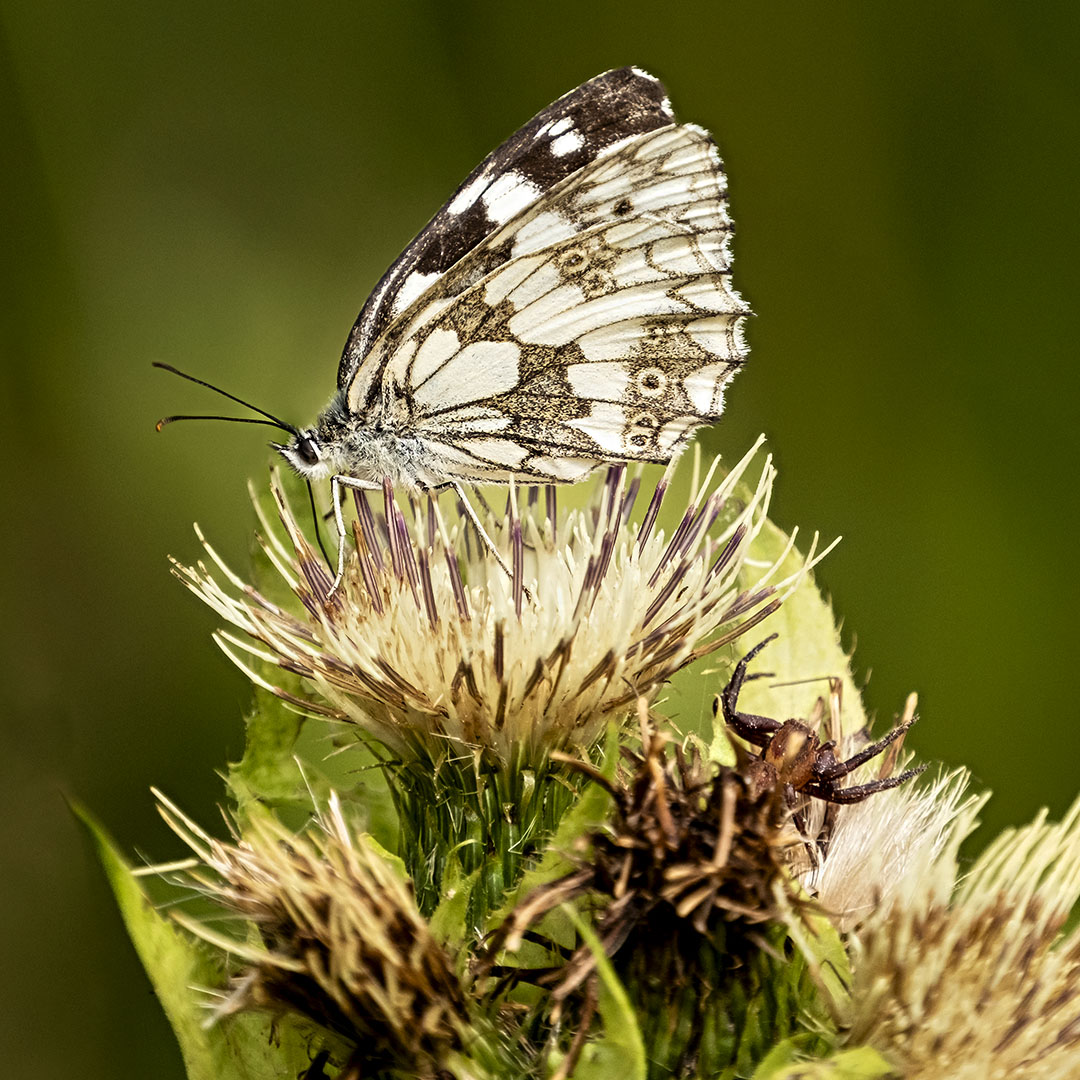 Sei-Ki – die Kunst der Beobachtung in Berührung